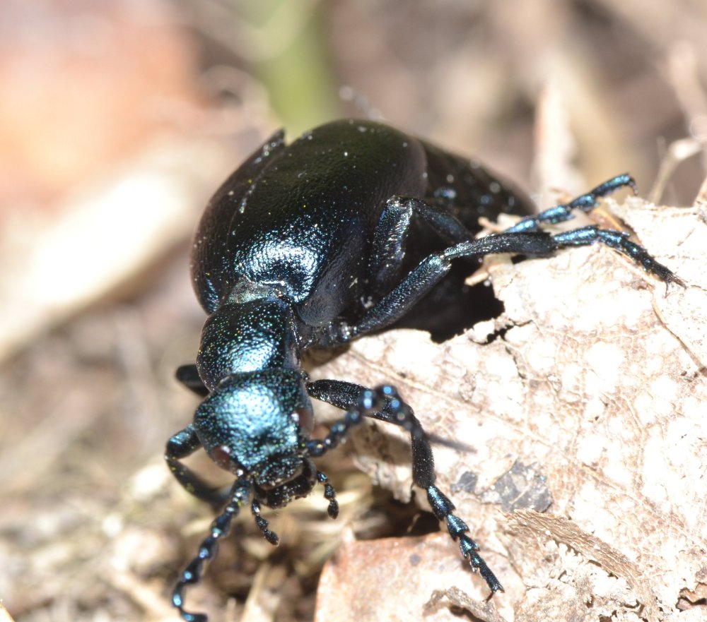 Meloe violaceus?